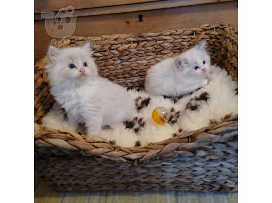 Γατάκια Ragdoll